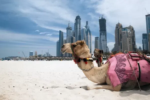 Experience the Best Dubai Desert Safari Tours